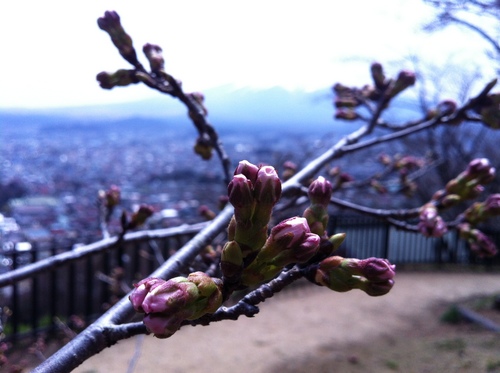 新倉山浅間公園の桜