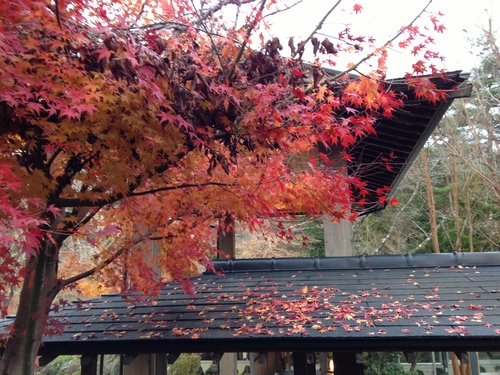 平成２４年１１月３０日の庭園