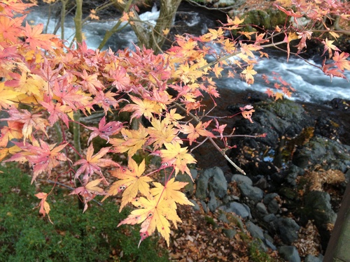 平成２４年１１月１９日の庭園