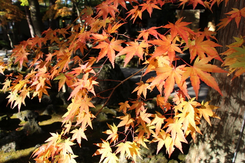 富士山温泉ホテル鐘山苑：紅葉５＿１