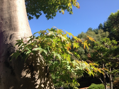 富士山温泉ホテル鐘山苑：庭園・紅葉