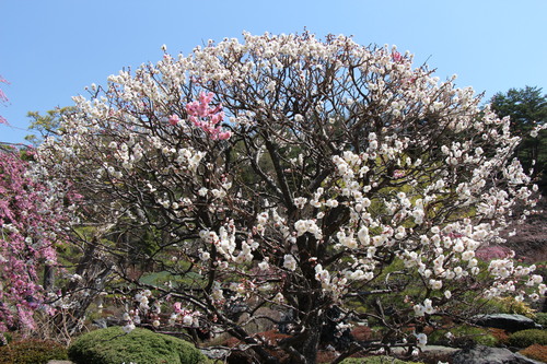 富士山温泉ホテル鐘山苑：４／１５＿４