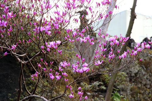 富士山温泉ホテル鐘山苑：４／１７＿８