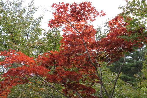 富士山温泉ホテル鐘山苑：１０／１２＿５