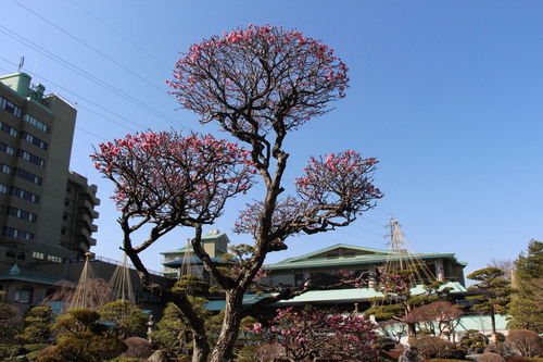 富士山温泉ホテル鐘山苑：庭園