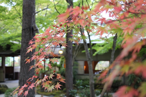 庭園紅葉