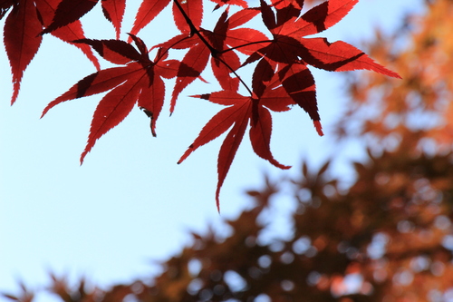 庭園の紅葉情報No.16｜富士山温泉ホテル鐘山苑
