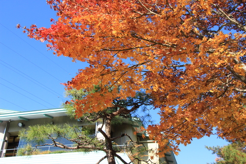 庭園の紅葉情報No.27｜富士山温泉ホテル鐘山苑