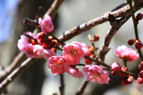 2018年庭園の梅・桜開花情報№4