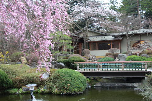 2018年庭園の梅・桜開花情報№9