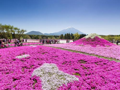 2019富士芝桜まつり 4/13～5/26 開催 ！