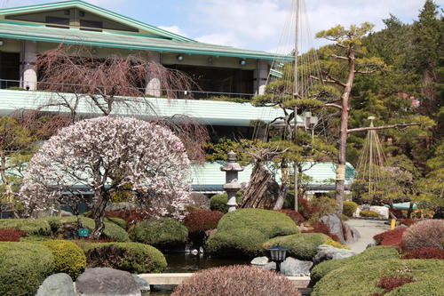 2019年庭園の梅・桜開花情報№13