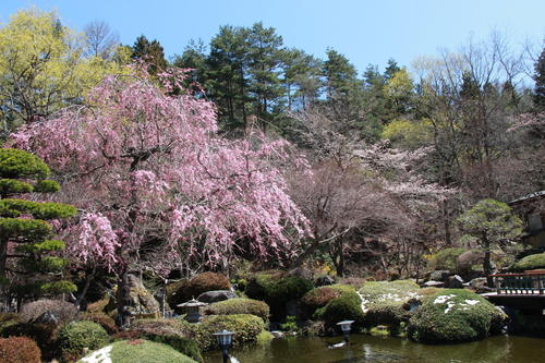 2019年庭園の梅・桜開花情報№21