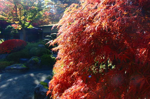 2019年庭園の紅葉情報No.13｜富士山温泉ホテル鐘山苑