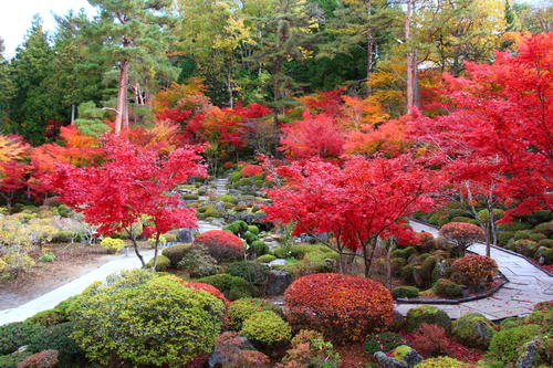 2019年庭園の紅葉情報No.21｜富士山温泉ホテル鐘山苑