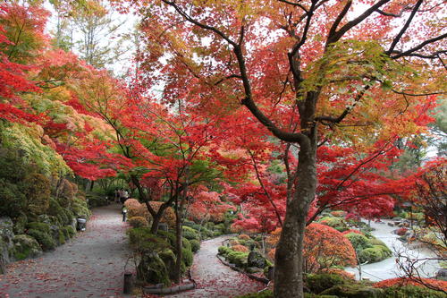 2019年庭園の紅葉情報No.19｜富士山温泉ホテル鐘山苑