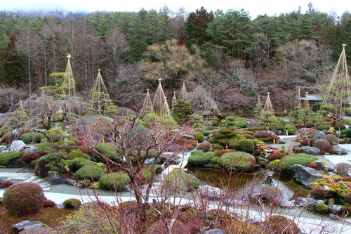 2020年庭園の梅・桜開花情報№2