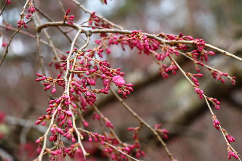 2020年庭園の梅・桜開花情報№9