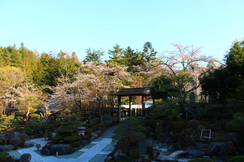 2020年庭園の梅・桜開花情報№13