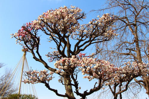 2021年庭園の梅・桜開花情報№6