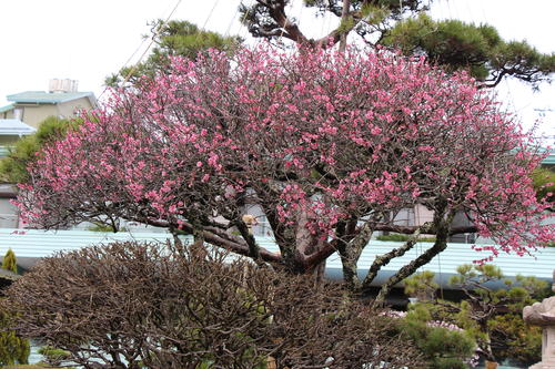 2023年庭園の梅・桜開花情報№7