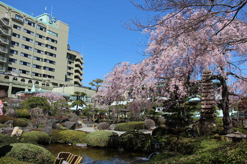 2023年庭園の梅・桜開花情報№13