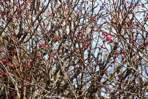 2024年庭園の梅・桜開花情報№1