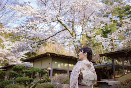 2024鐘山苑・桜まつり<br>4月10日（水）～16日（火）開催