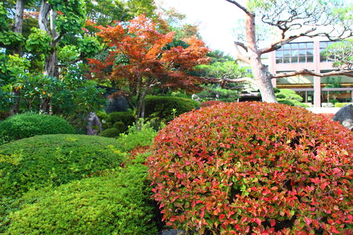 2024年庭園の紅葉情報№5