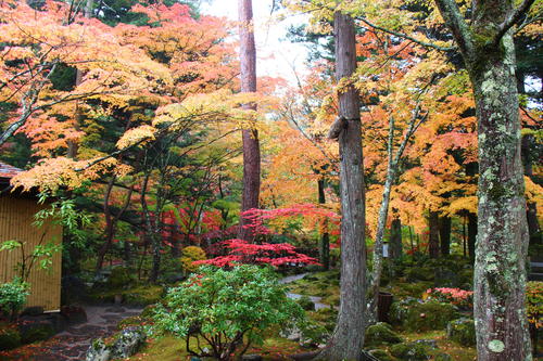 2024年庭園の紅葉情報（最終）