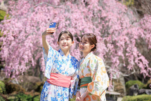 2025鐘山苑・桜まつり<br>4月10日（木）～16日（水）開催