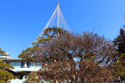 2025年庭園の梅・桜開花情報№1