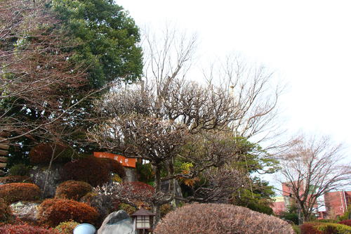 2025年庭園の梅・桜開花情報№2
