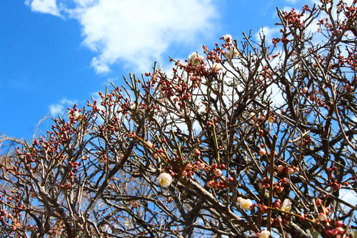 2025年庭園の梅・桜開花情報№4