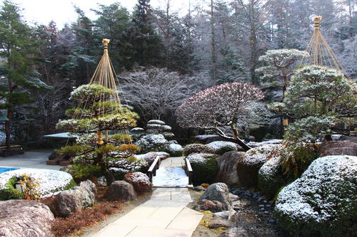 2025年庭園の梅・桜開花情報№5