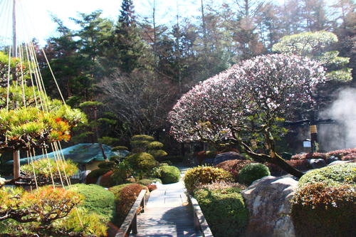 2025年庭園の梅・桜開花情報№7