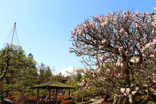 2025年庭園の梅・桜開花情報№9