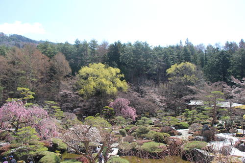 2025年庭園の梅・桜開花情報№11