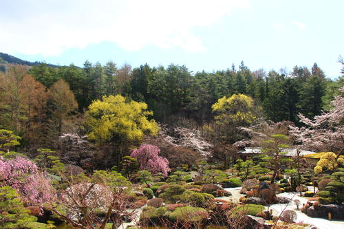 2025年庭園の梅・桜開花情報№12