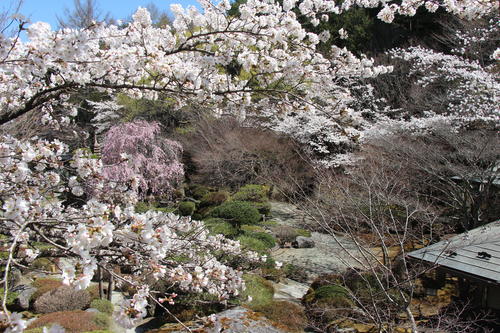 2025年庭園の梅・桜開花情報最終