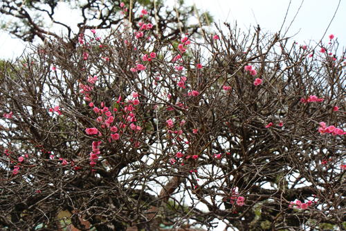 2025年庭園の梅・桜開花情報№8