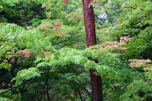 2025年庭園の紅葉情報№6
