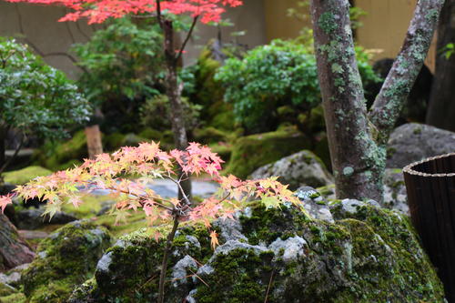 2025年庭園の紅葉情報№8