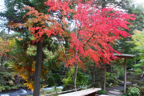 2025年庭園の紅葉情報№7