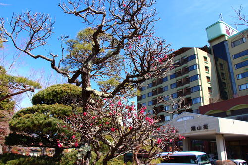 2026年庭園の梅・桜開花情報№1