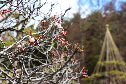2026年庭園の梅・桜開花情報№2