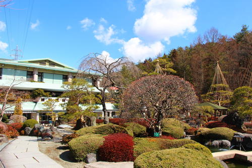 2026年庭園の梅・桜開花情報№3