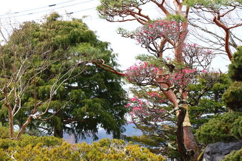 2026年庭園の梅・桜開花情報№4
