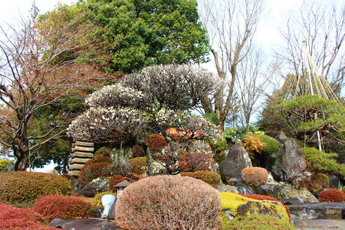 2026年庭園の梅・桜開花情報№5