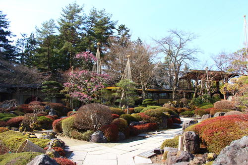 2026年庭園の梅・桜開花情報№6